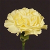 GoneToFlowers's avatar