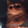 vexel_star's avatar