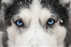 Mlmute's avatar