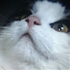 Montilyet's avatar
