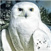 Ukpik's avatar
