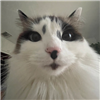 Cynthwayve's avatar