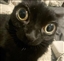GoeticPanache's avatar