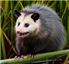 KelisaAlethia's avatar