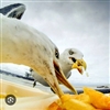GodofSeagulls's avatar