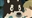 Wolf_lover37266's avatar