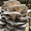 FunguytheFungi's avatar