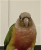 Cheekyfeathers15's avatar