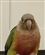 Cheekyfeathers15's avatar