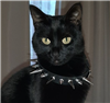 OreoDem0n's avatar