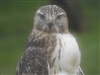 DawnoftheHawks's avatar