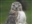 DawnoftheHawks's avatar