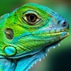 LizardTowel's avatar