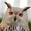 Harry_'s avatar