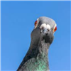 abliye's avatar