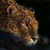 Leopard7200's avatar
