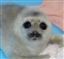 opabiniaslive's avatar