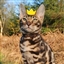 RulerOfKittens's avatar
