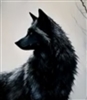 Darkwynters's avatar