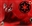 RedPandaPlays's avatar