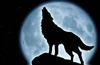 007wolfman1's avatar