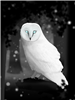 Duke_of_the_Ignes's avatar