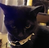 Molten_Moss's avatar
