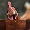 DMChicken's avatar