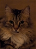 SJaredH's avatar