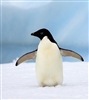 dorpenguin's avatar