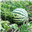 Daniel_fensworth's avatar