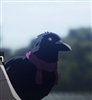 MNFang's avatar