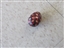 Tigerlilydew's avatar