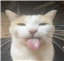 Rysiczka's avatar