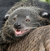 Tenturun's avatar