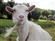 Rude_Goat's avatar