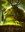 Sirepikmin's avatar