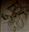 Baalzeboop's avatar