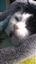 Willowcat_76's avatar