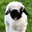 Kenneth_Abegglen's avatar