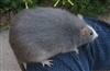 Goobertio's avatar