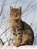TheGatoLover's avatar