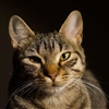 TheGatoLover's avatar