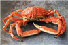 CrabCleric's avatar