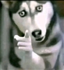 SharkyWharkyy's avatar