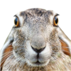 JuneFromBug's avatar