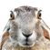 JuneFromBug's avatar