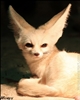 FoxfireInferno's avatar