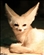 FoxfireInferno's avatar