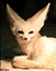 FoxfireInferno's avatar